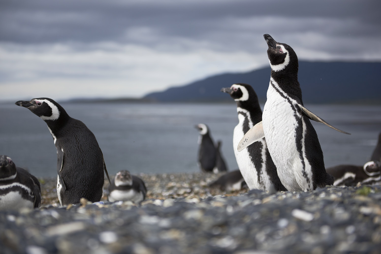 Tierra del Fuego, Argentina: A magellanic penguin shaking water off its feathers after a swim. In Martillo Island.